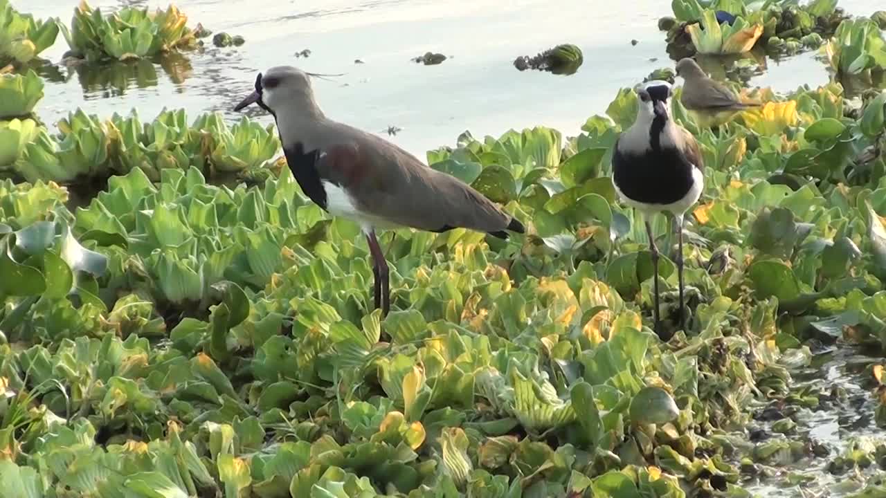 水坝上的鸟类视频下载