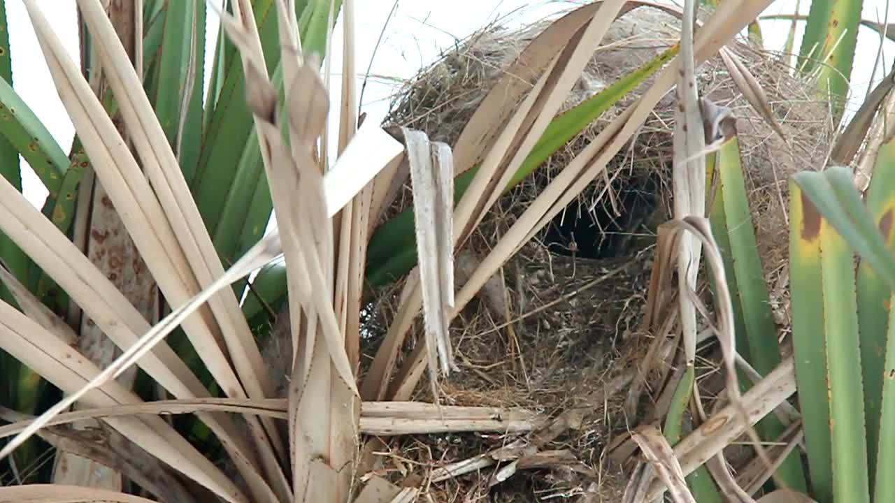 小鸟在潘塔纳尔的树上筑巢视频下载