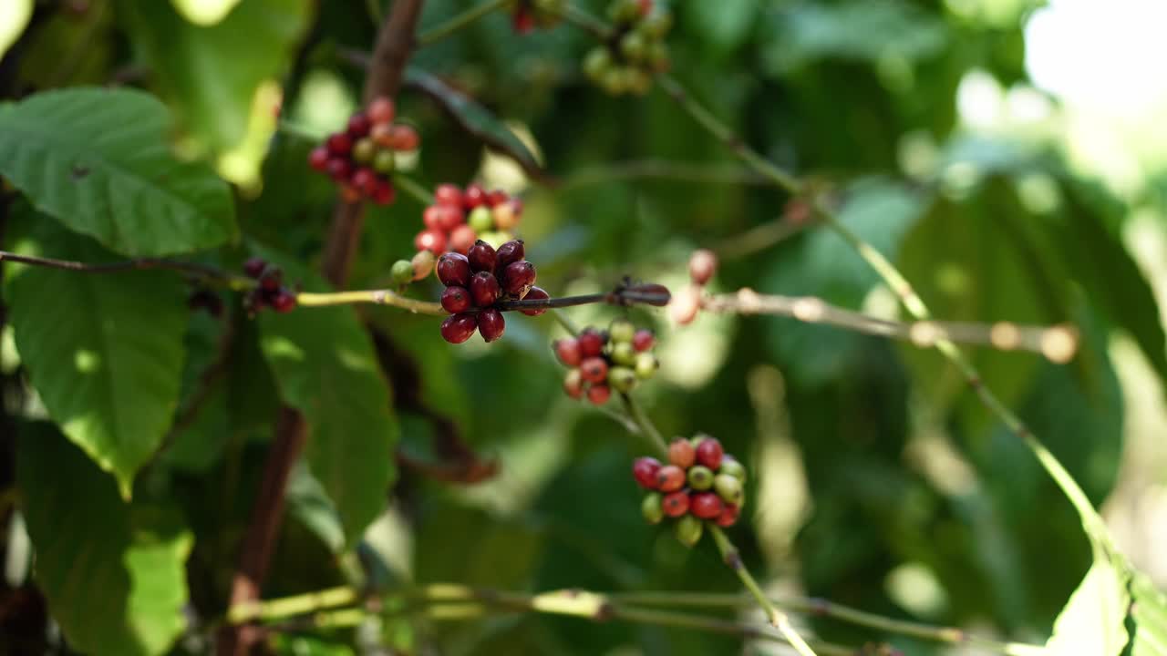 咖啡农在咖啡树上采摘成熟的罗布斯塔咖啡樱桃。视频素材