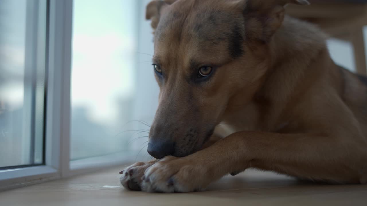 家狗在阳台上啃骨头视频素材