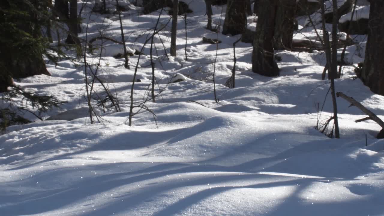 景观与雪视频素材