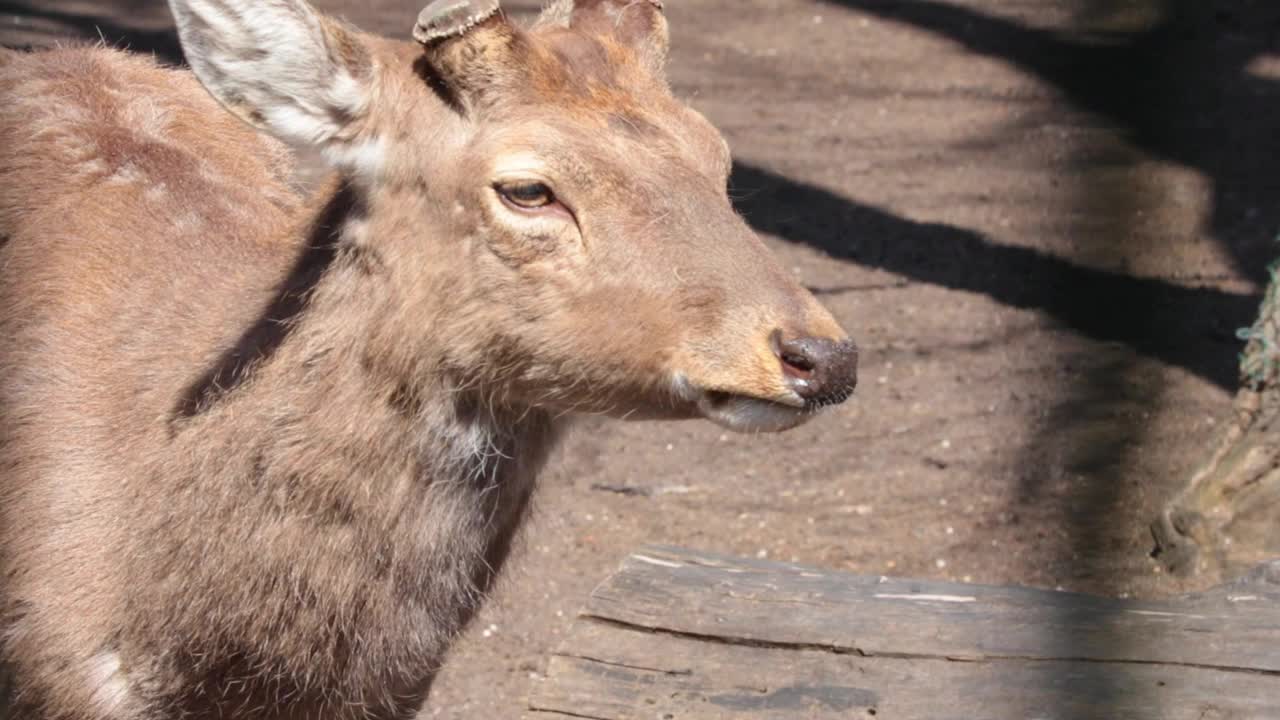 公园里一只无角鹿的特写视频素材