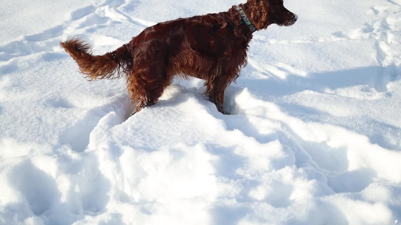 快乐的爱尔兰塞特犬在阳光明媚的一天在公园散步的雪中玩耍视频素材