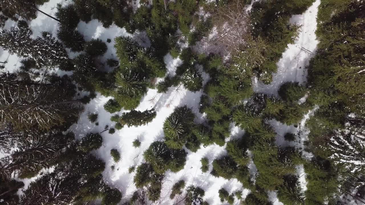 在寒冷的冬季用无人机拍摄喀尔巴阡山脉。高地森林树木鸟瞰剪辑视频素材