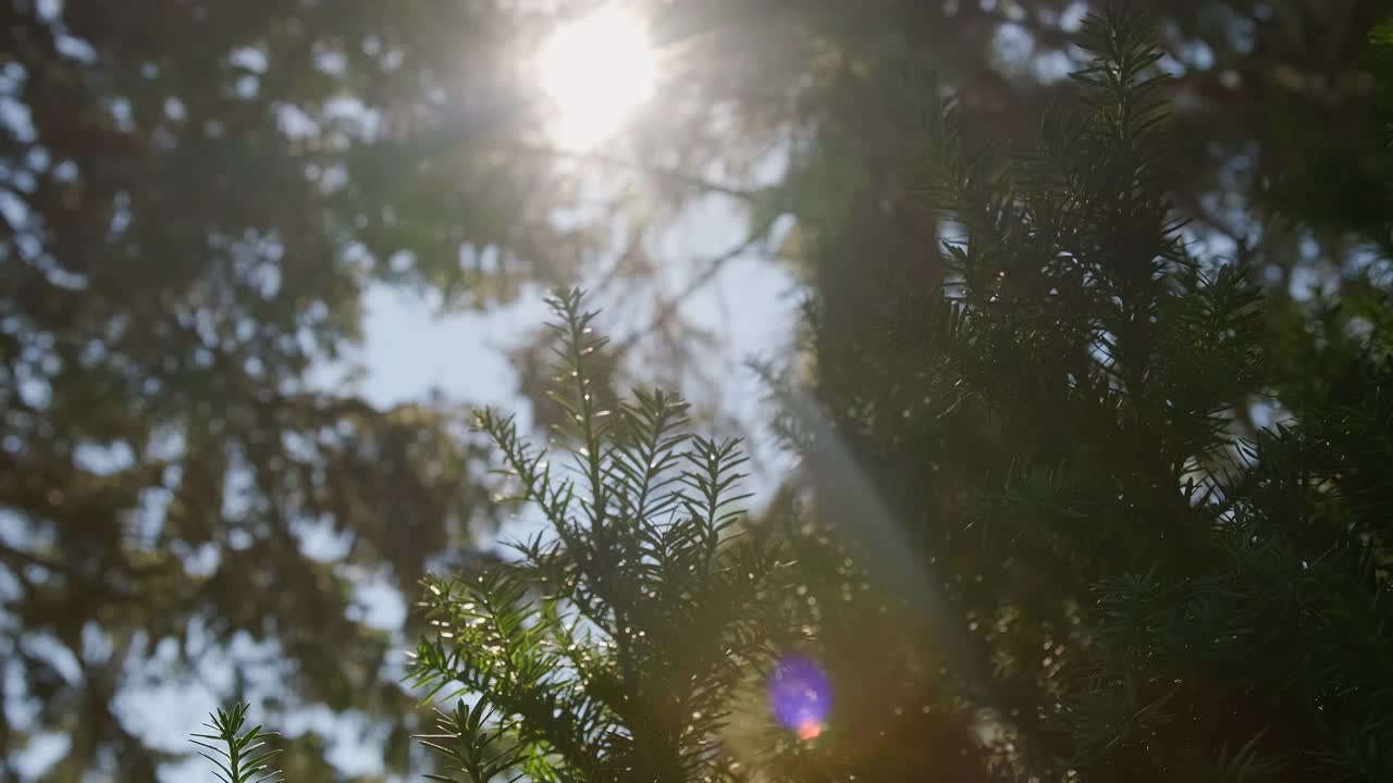 阳光和阳光透过树木穿透针叶林。晴天镜头视频素材