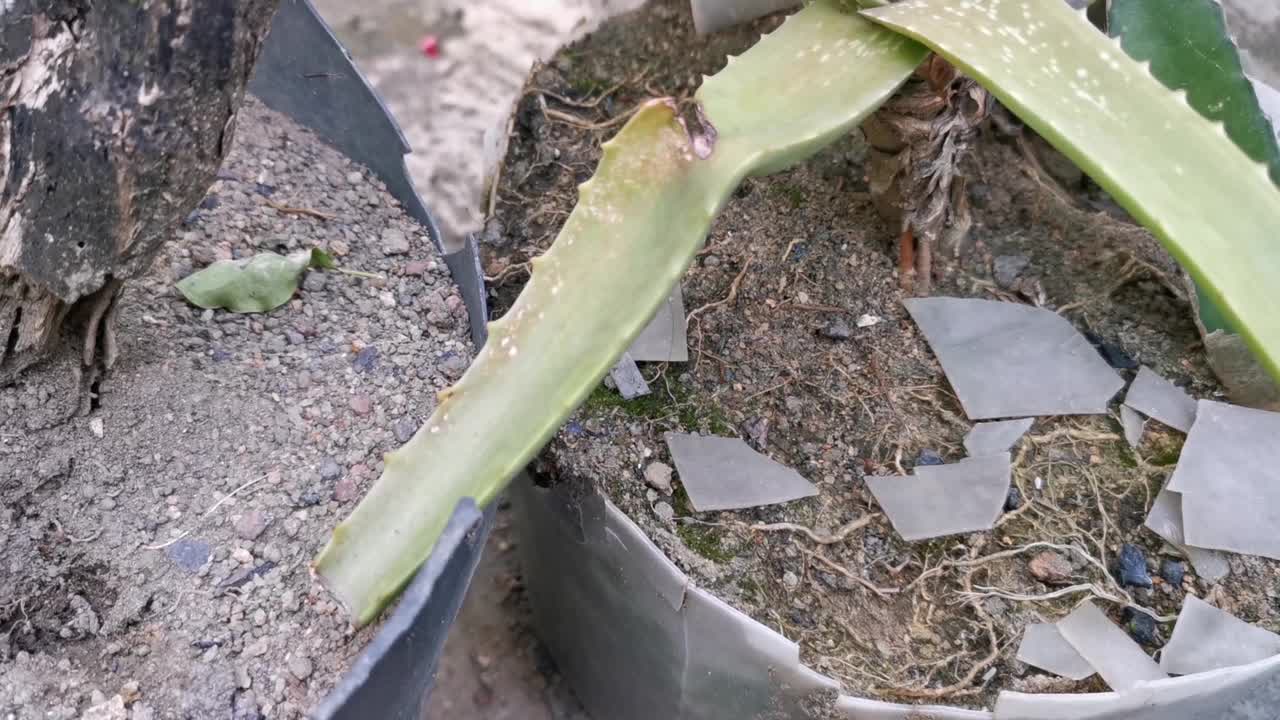 在花盆中种植芦荟的特写视频片段视频素材