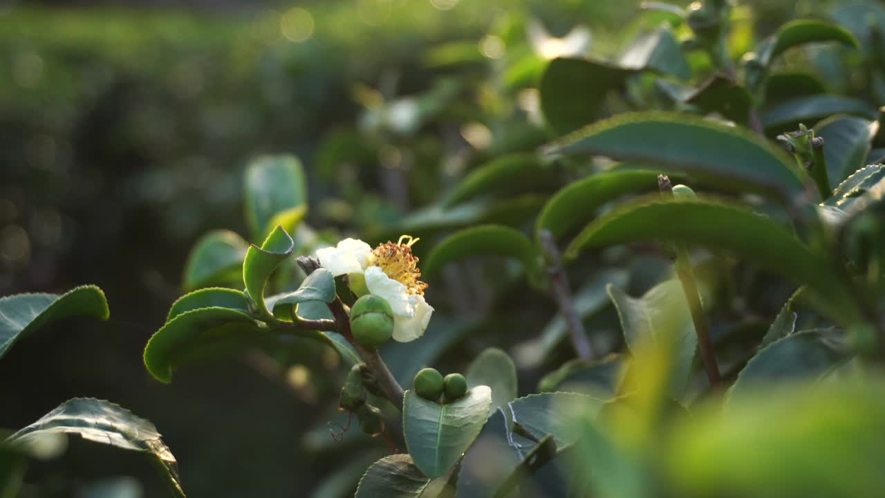 绿茶视频下载