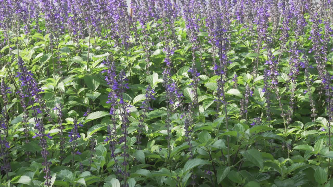 盛开的蓝色紫色鼠尾草粉acea鼠尾草花田花园园艺视频素材