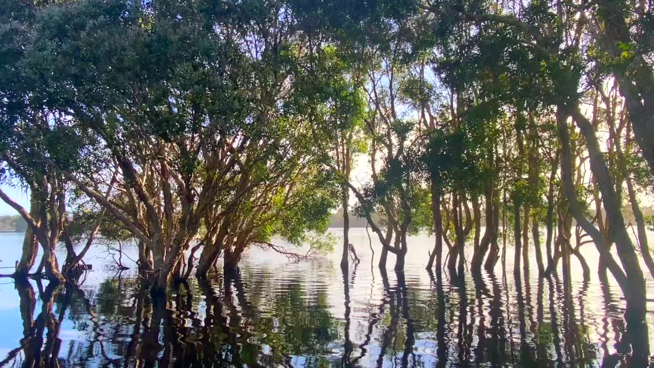 湖水穿过纸树皮树视频素材