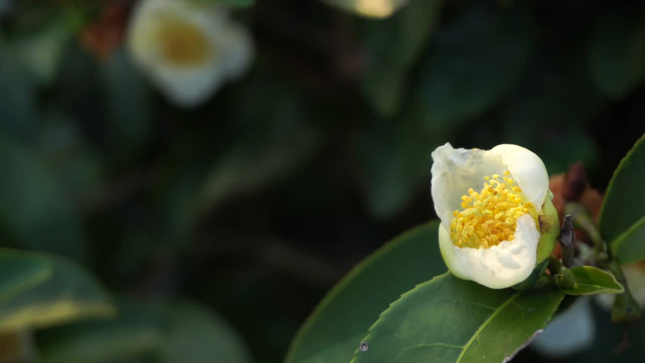 生态草本农场的新鲜绿茶叶子。晨光下的茶园。清新草本绿色天然园林农田。饮用有机放松石南植物。农场里的绿茶树。视频下载