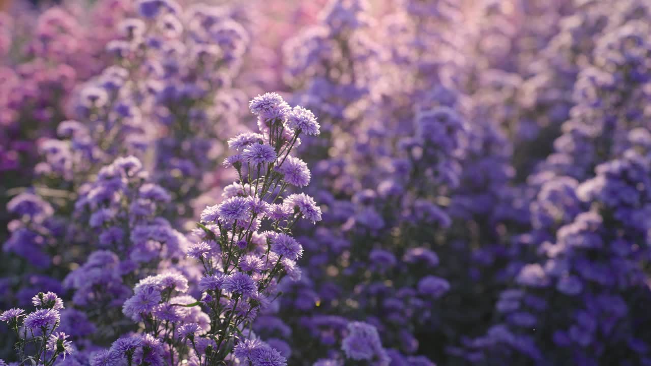 在阳光明媚的花园中，盛开着紫色的玛格丽特花视频素材