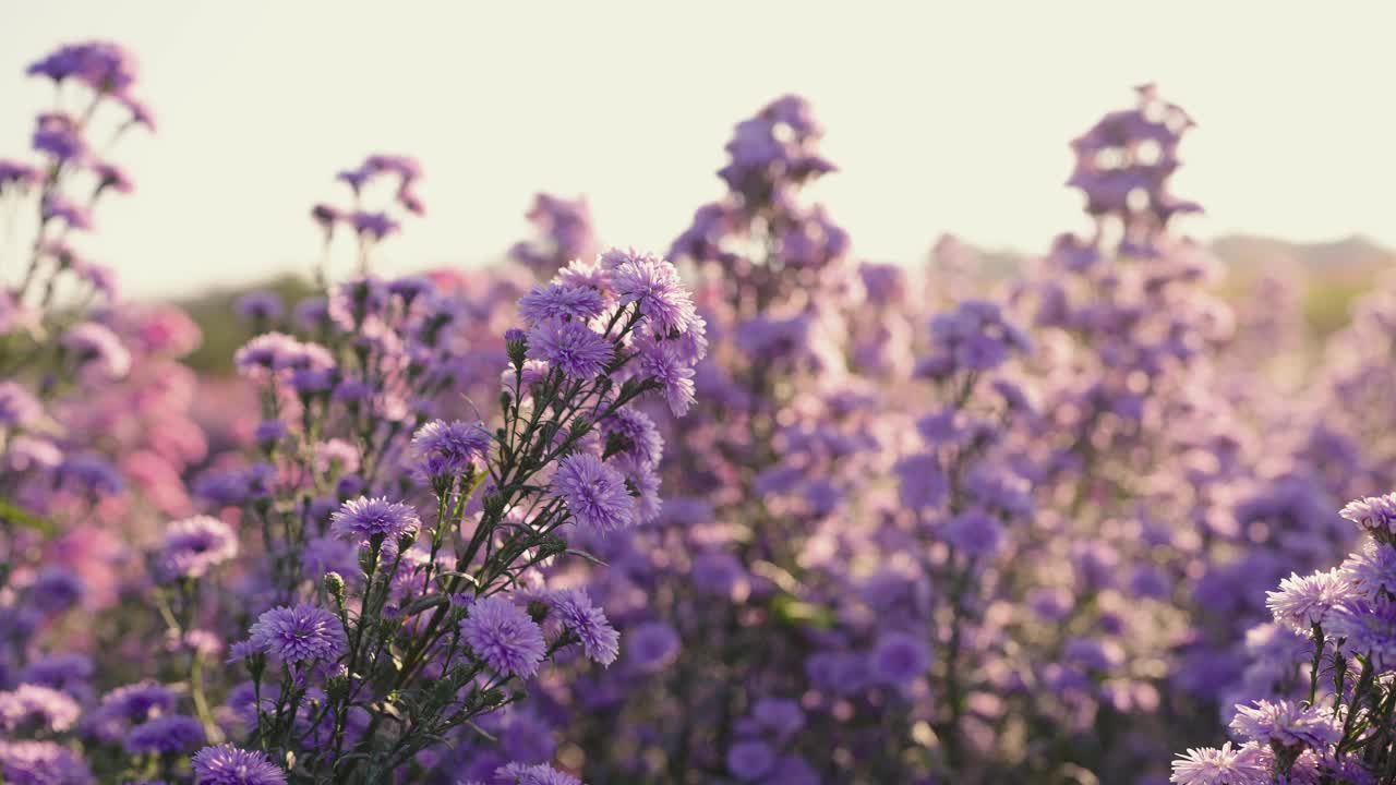 在阳光明媚的花园中，盛开着紫色的玛格丽特花视频素材