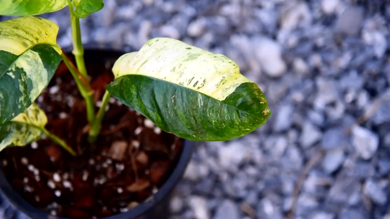 花盆中杂色的蝴蝶兰视频素材