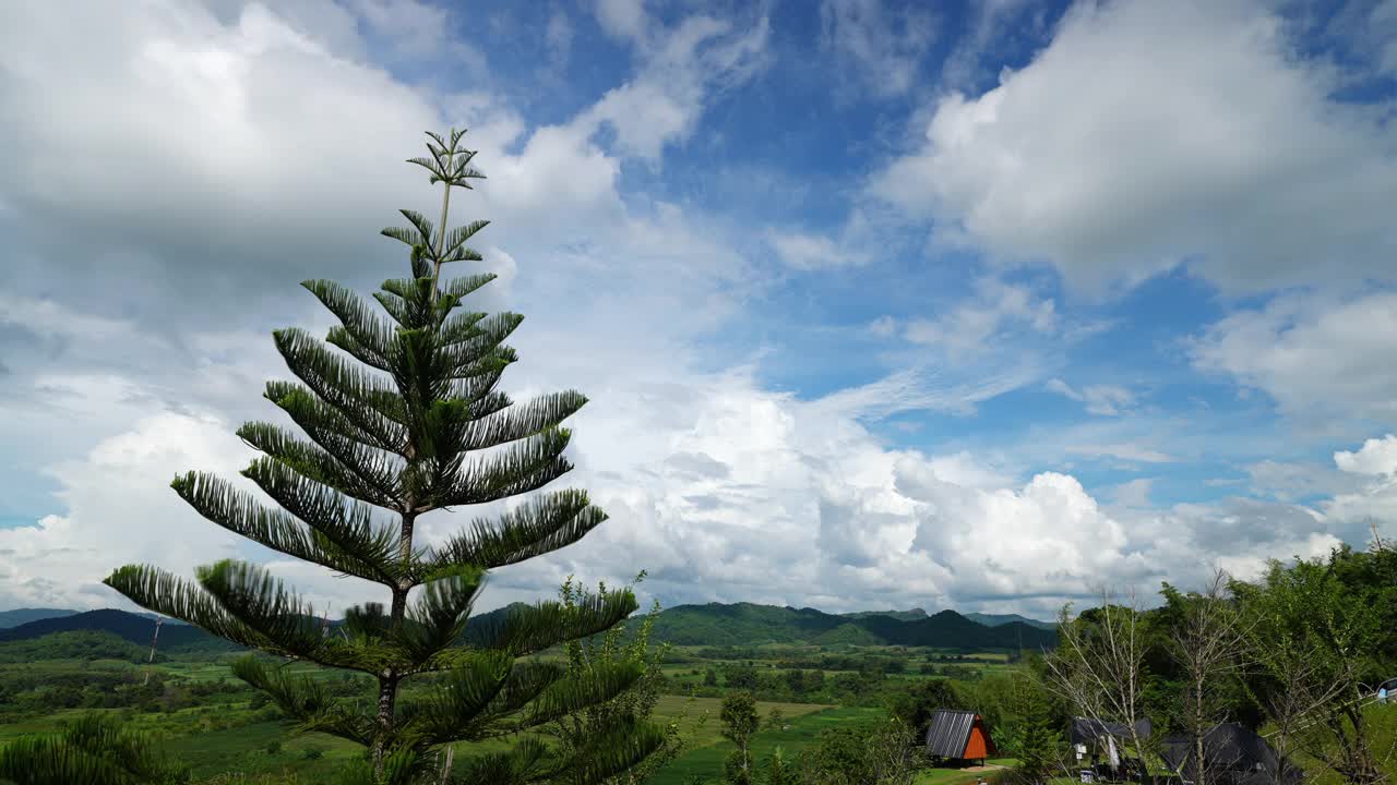 夏天的森林视频素材