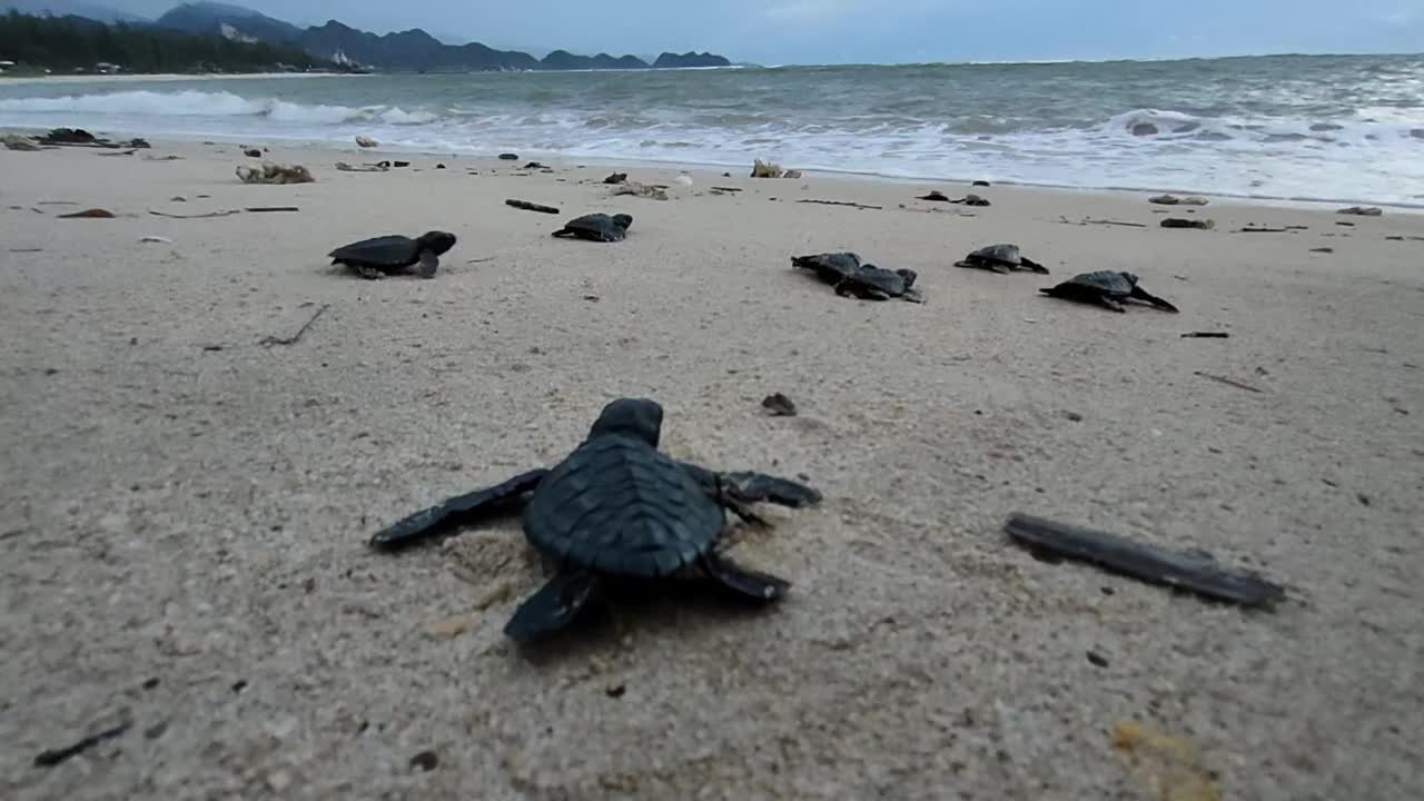 放生亚齐海龟视频素材