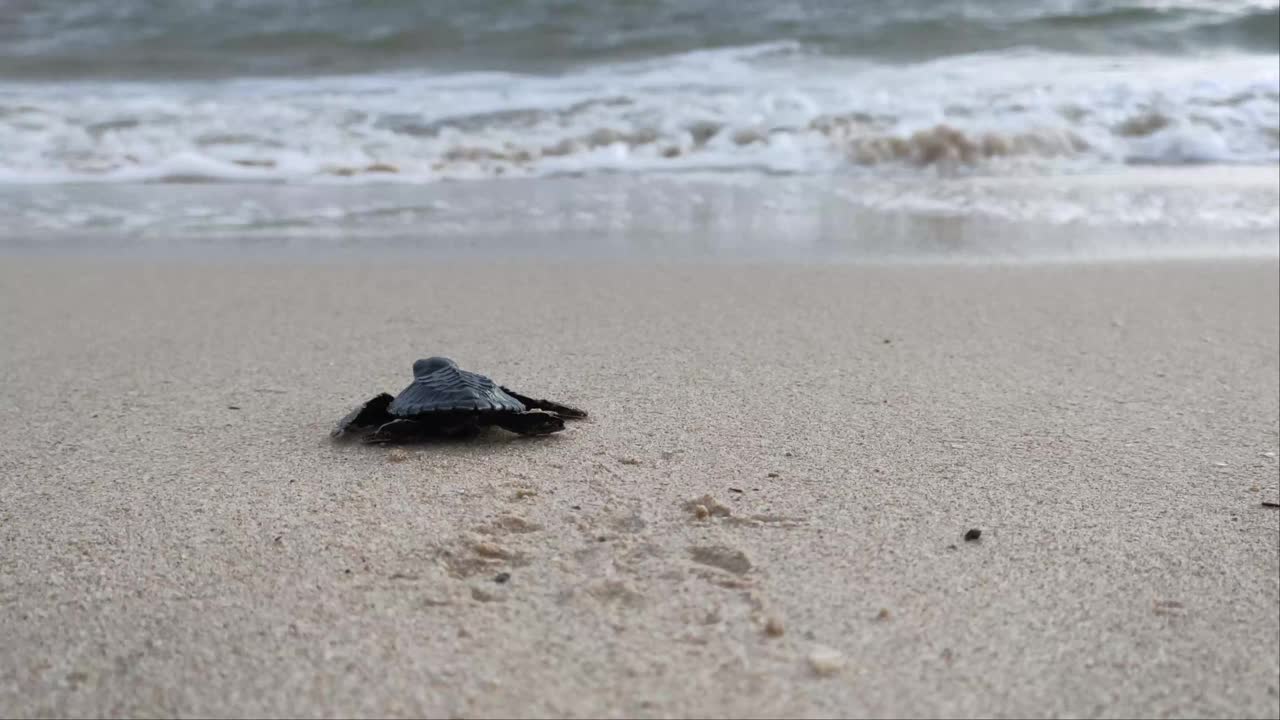 放生亚齐海龟视频素材