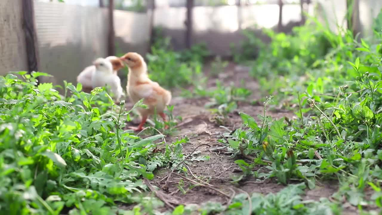 春天，三只小鸡小鸡母鸡在温室里散步和啄绿草。小黄白色的家养鸡雏鸡。相机与眼睛平齐视频素材