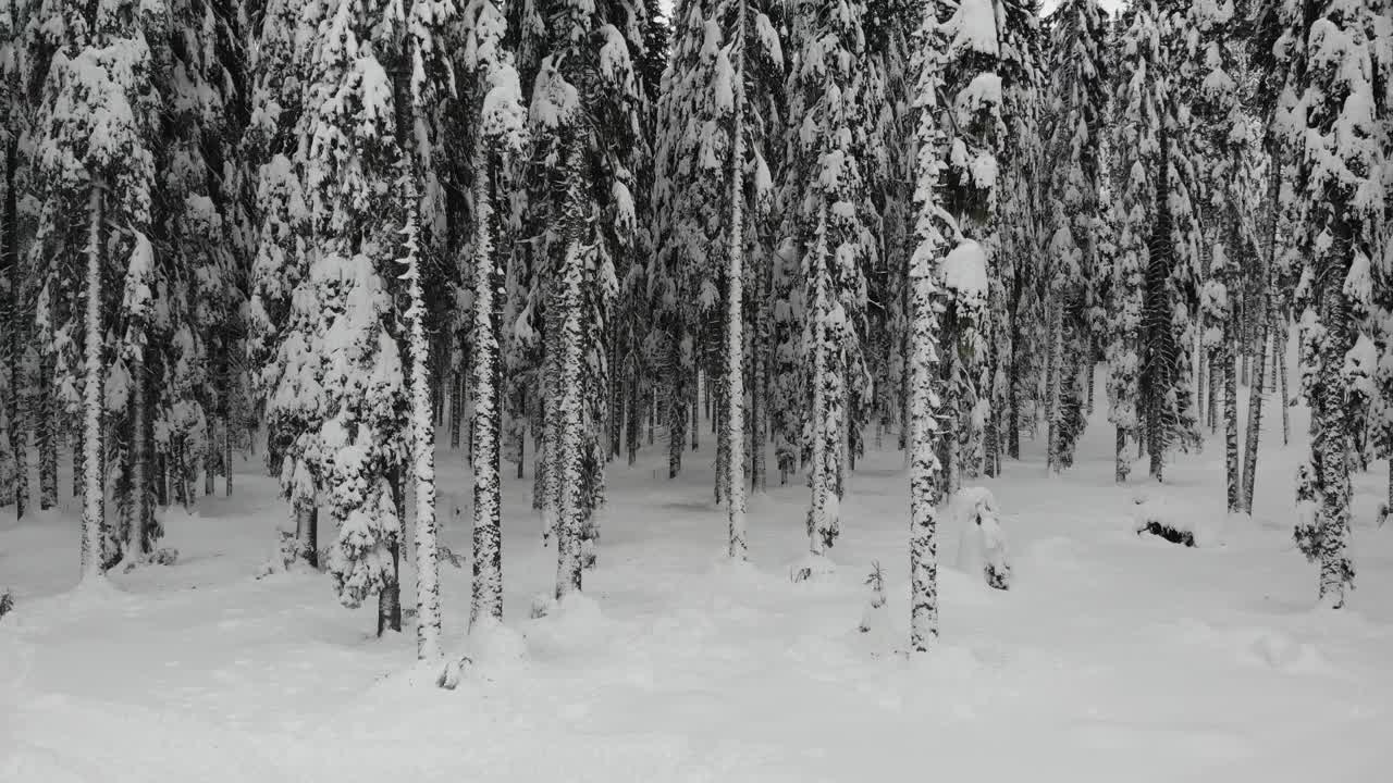 白雪覆盖的森林，鸟瞰图视频素材