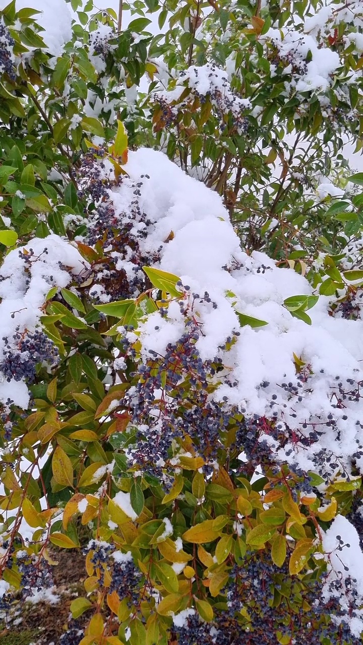 雪中的日本女贞果视频素材