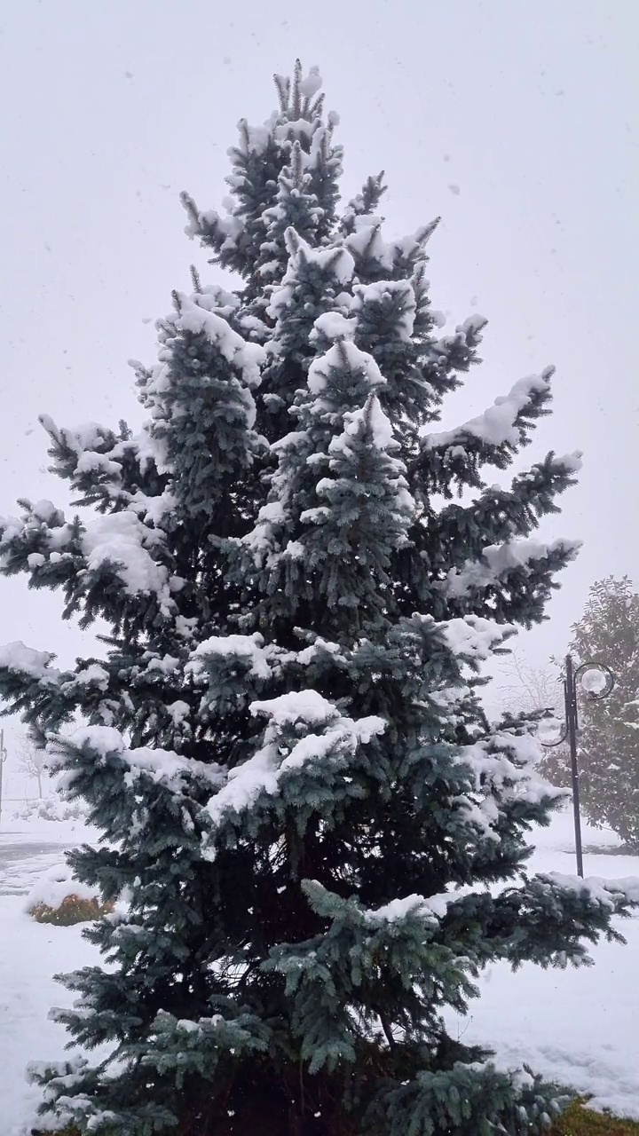 冷杉在下雪时会变色视频素材