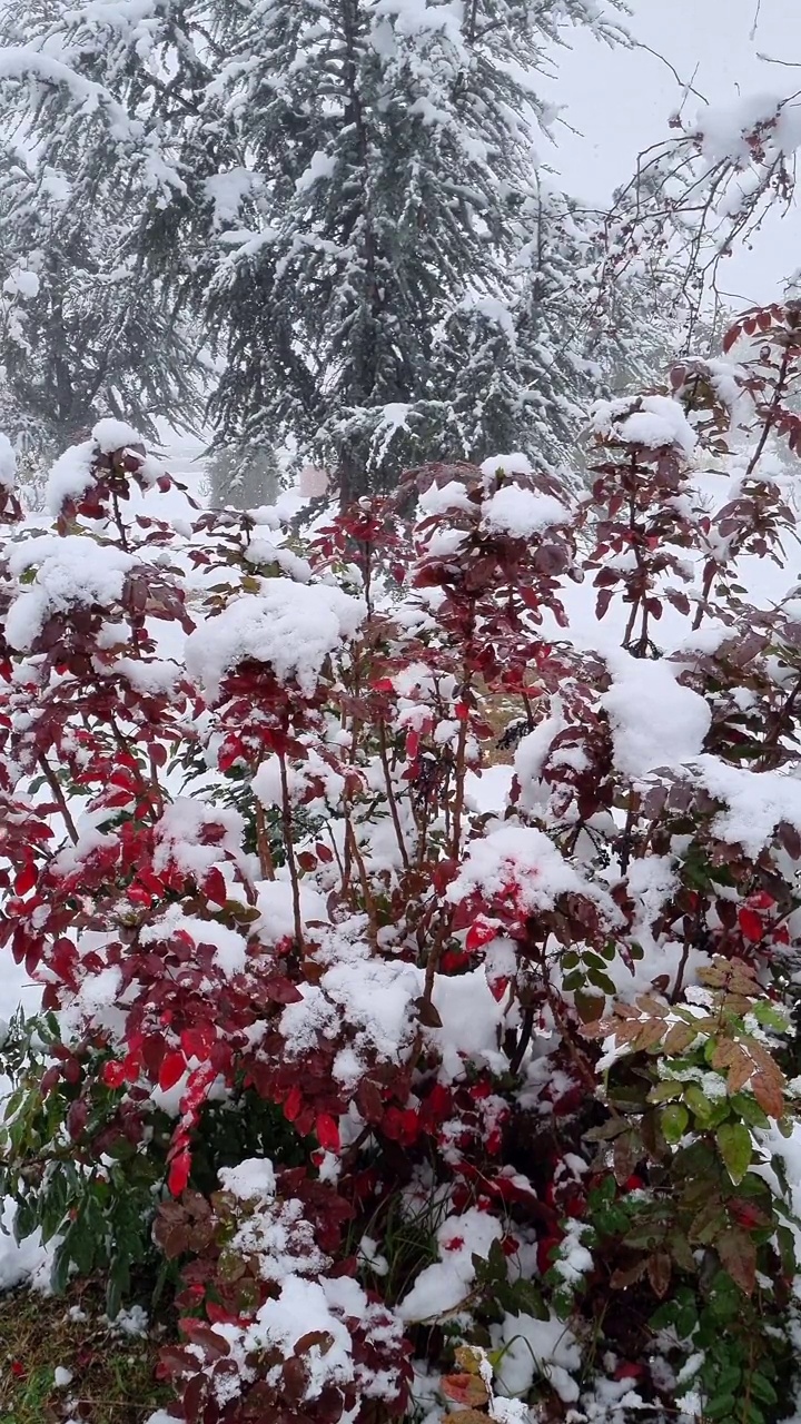 雪中的玫瑰视频素材