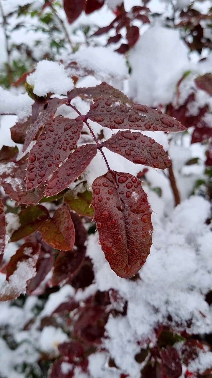 雪中玫瑰的叶子视频素材