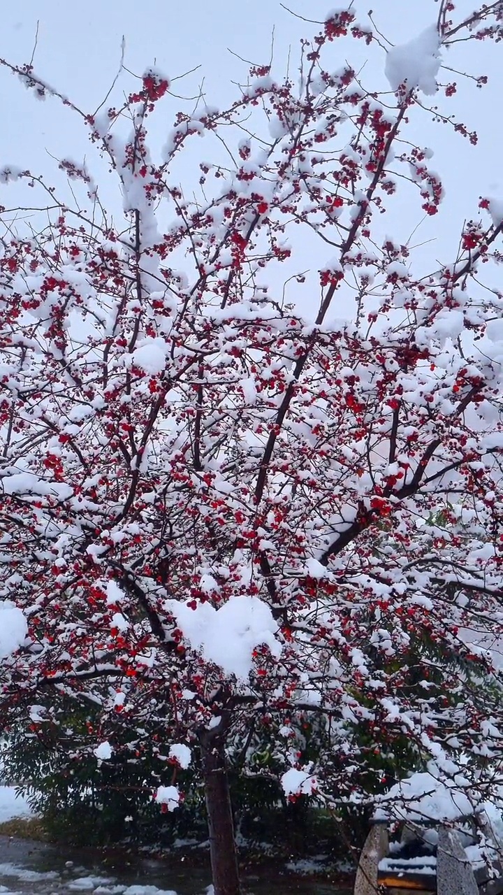 雪中的海棠果视频素材