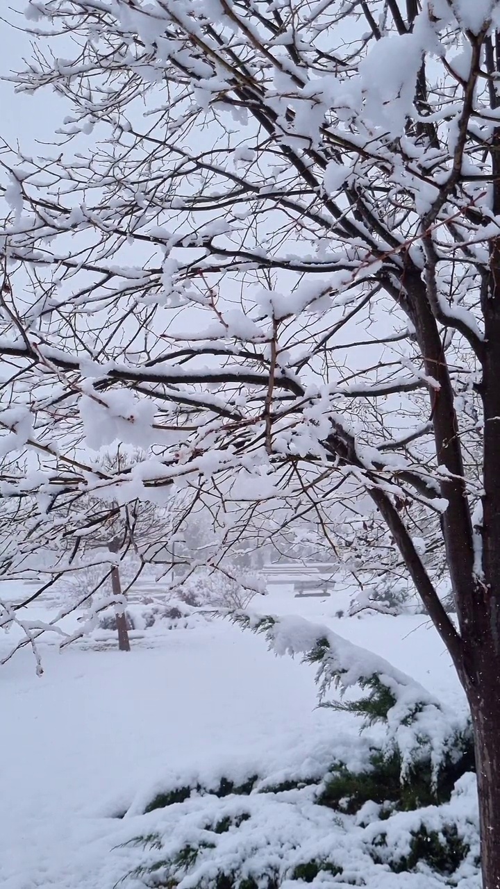 雪中光秃秃的树枝视频素材