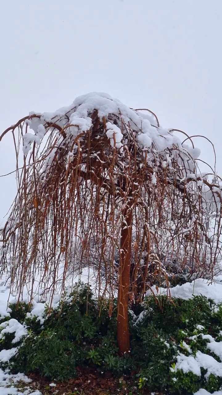 雪中倒挂桑树视频素材