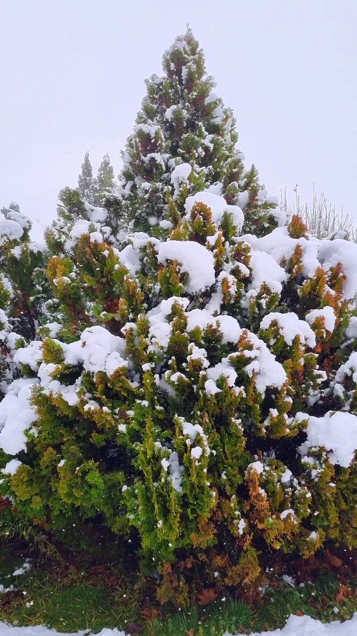 雪中的侧柏视频素材