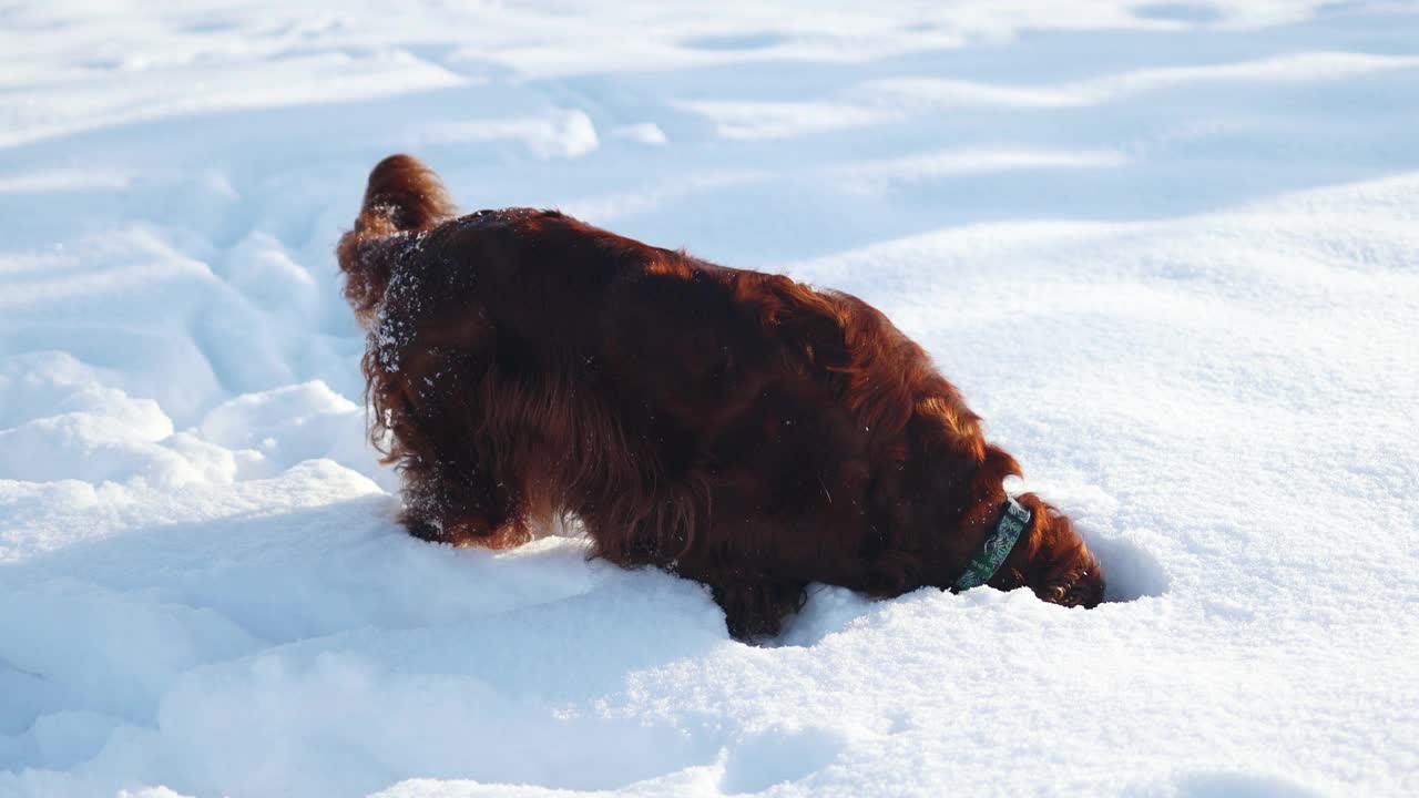 快乐的爱尔兰塞特犬在阳光明媚的一天在公园散步的雪中玩耍视频素材