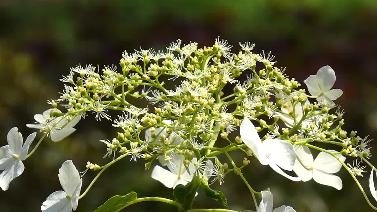 花视频素材