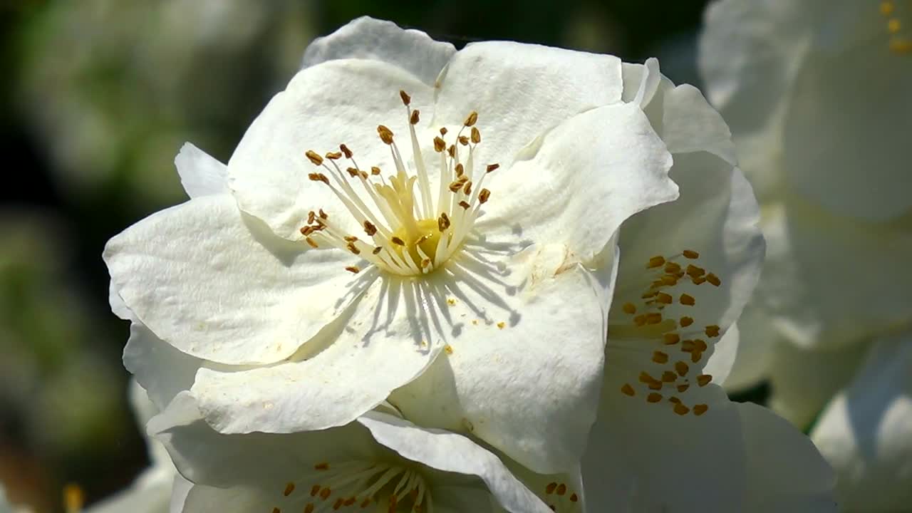 花视频素材