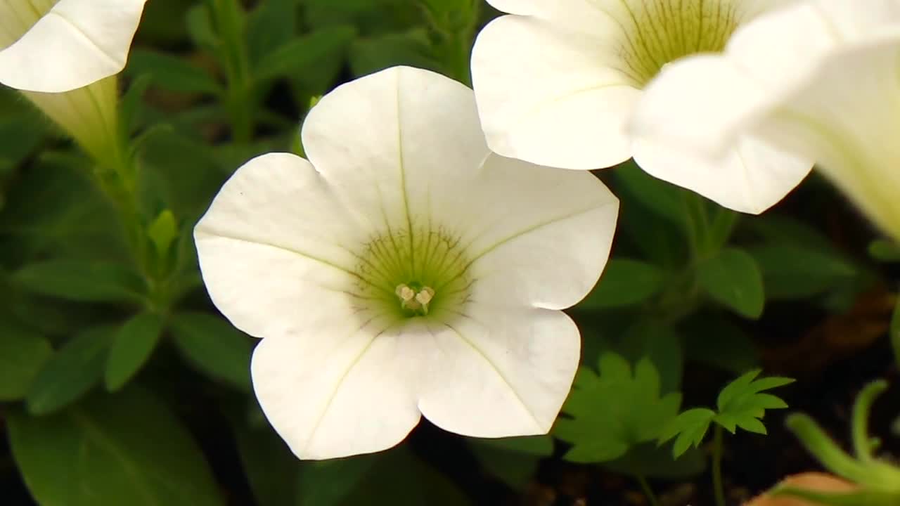 花视频素材