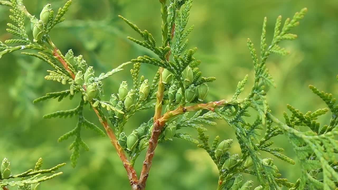 花视频素材