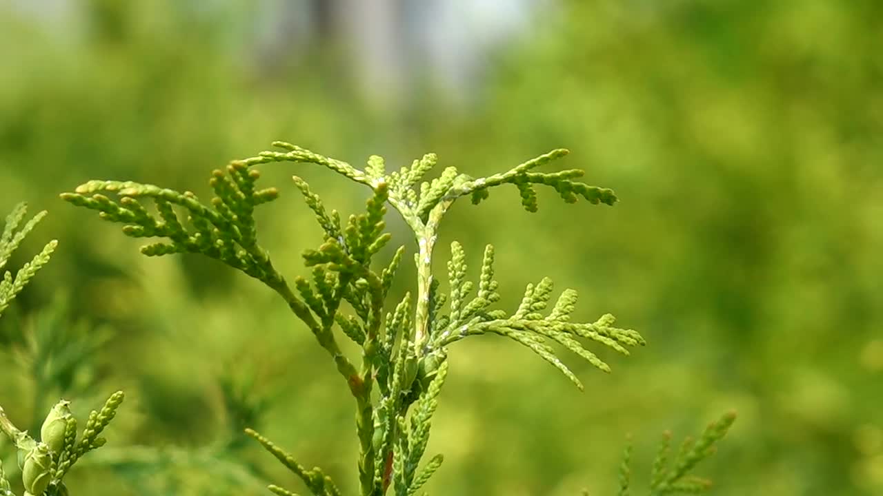 花视频素材