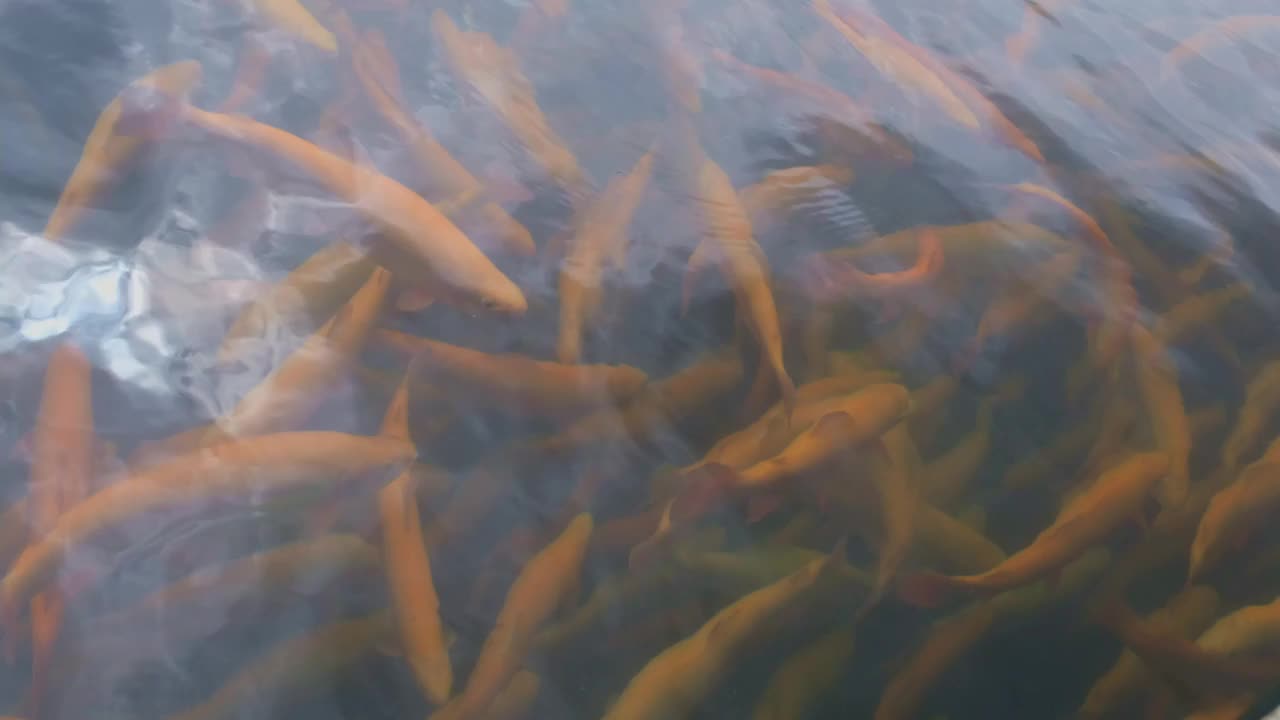 虹鳟鱼在渔场的水里游泳视频素材