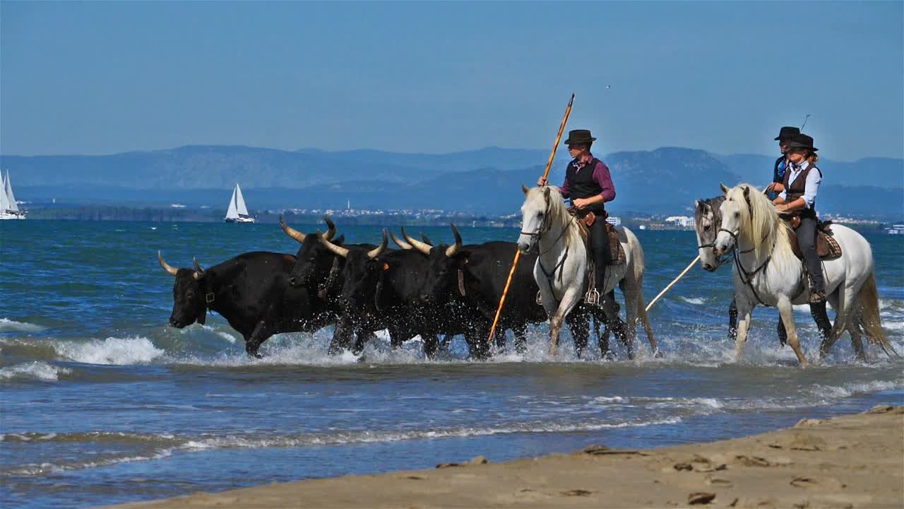 骑着camargue公牛的牛仔，camargue，法国视频素材