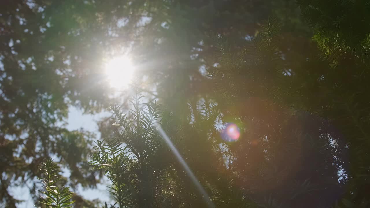 阳光和阳光透过树木穿透针叶林。晴天的镜头。移动相机视频素材