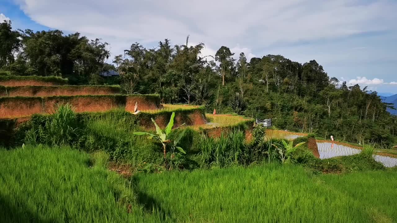 西苏门答腊地区的自然风光，凉爽的空气和广阔的稻田视频素材