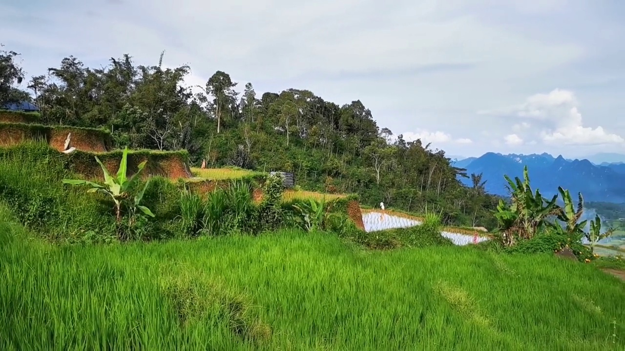 西苏门答腊地区的自然风光，凉爽的空气和广阔的稻田(desa)视频素材