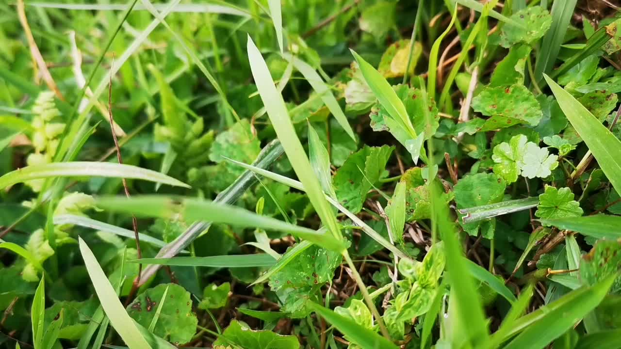 西苏门答腊地区的自然风光，凉爽的空气和广阔的稻田视频下载