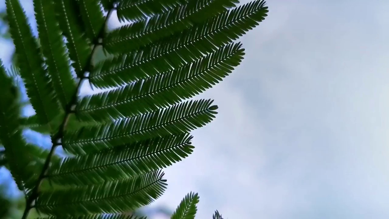 低角度视图的树对清晰的蓝天视频素材