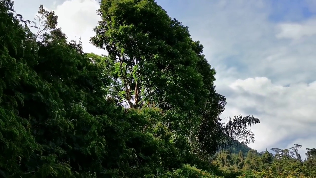 美丽的自然风光，在阳光明媚的日子里，树木在风中摇曳，映衬着蓝天视频下载