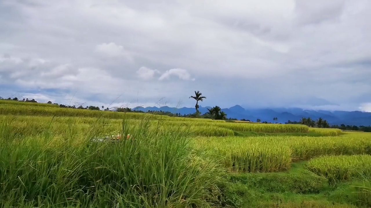 晴朗天空下的稻田视频素材