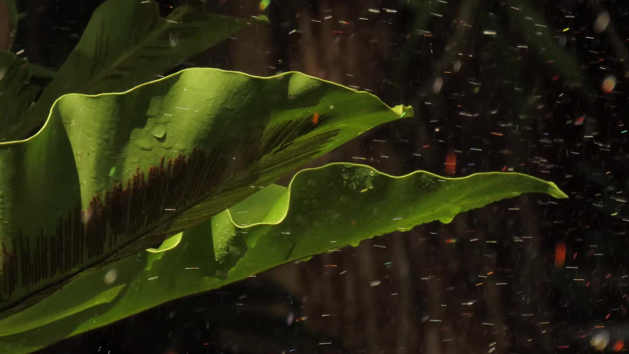 燕窝蕨类(Asplenium nidus)与雨水视频素材