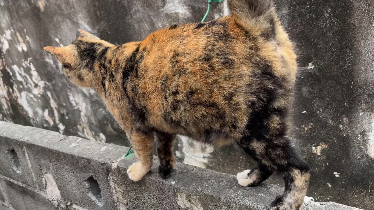 4K Tortie猫紧随其后。视频素材