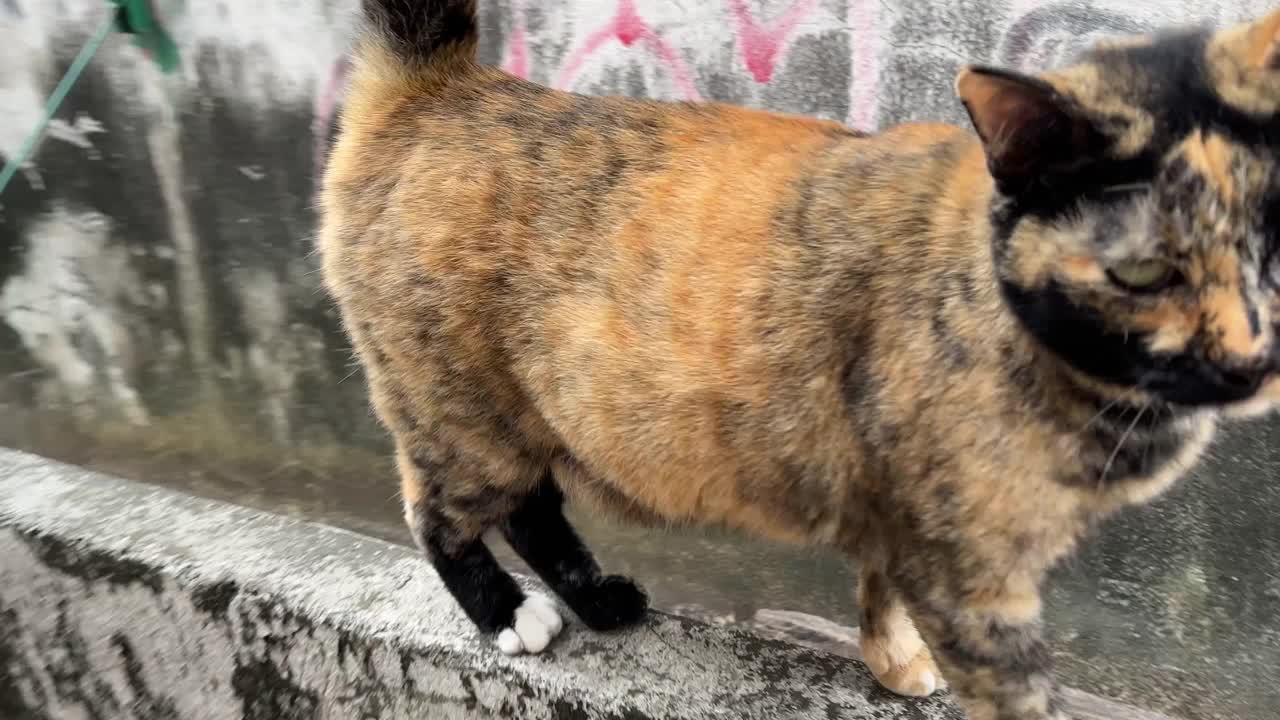 4K Tortie猫紧随其后。视频素材