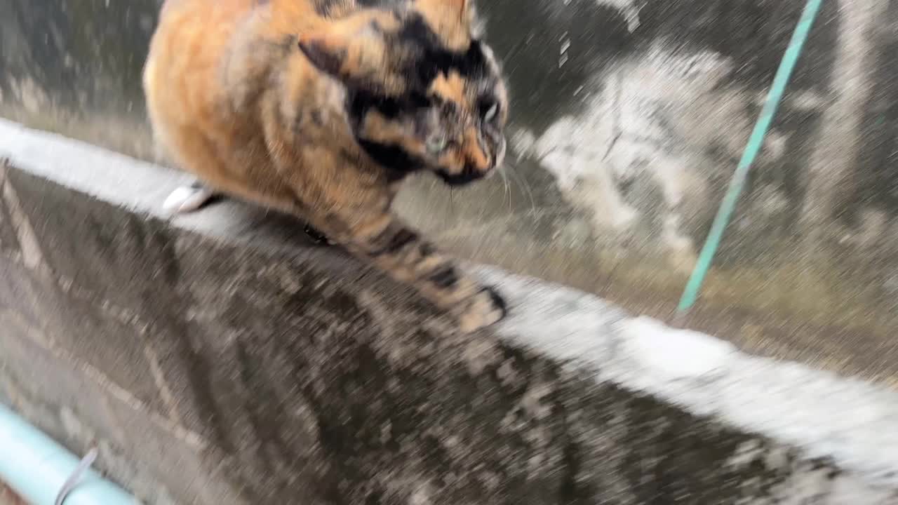 4K Tortie猫紧随其后。视频下载