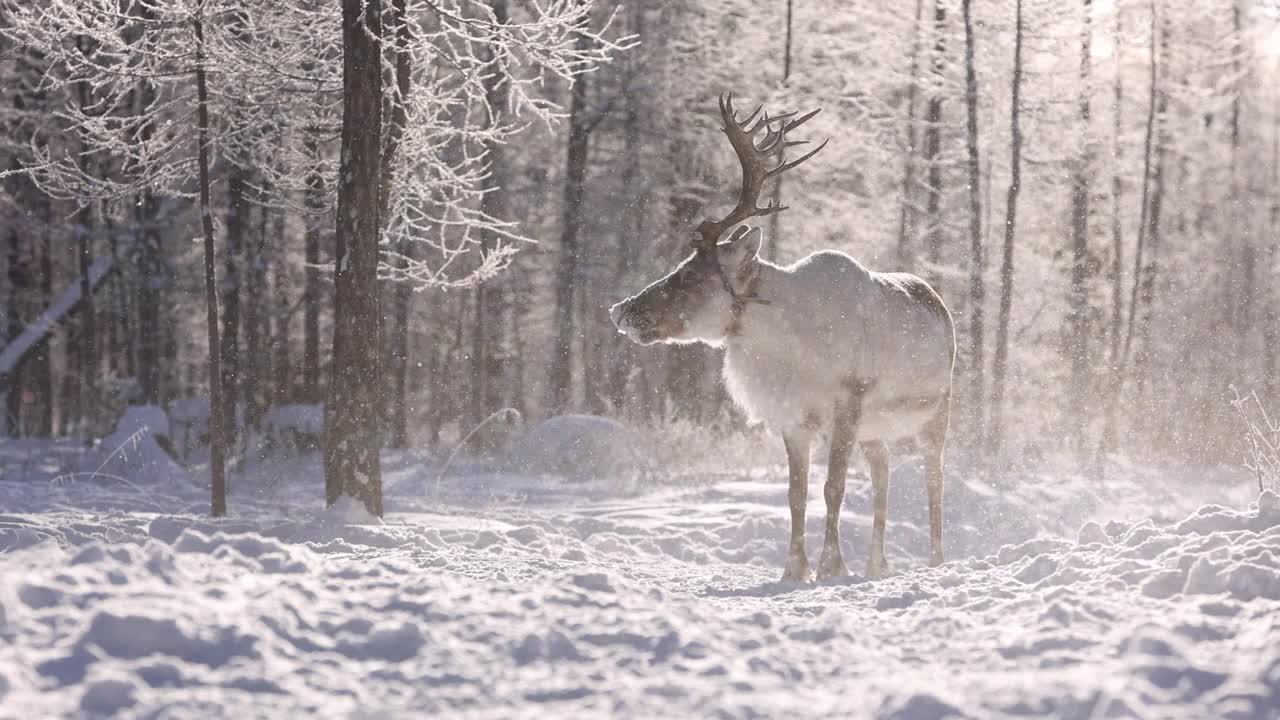 雪地里的鹿。冬天的风景。视频下载